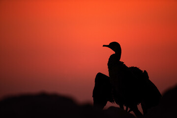 Socotra cormorant and beautiful hue during sunset, Bahrain