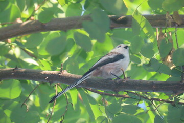 Long-tailed tit (Aegithalos caudatus) sitting on a tree branch