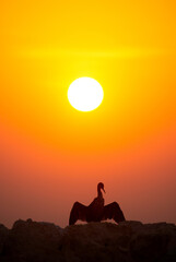 Silhouette of Socotra cormorant and sunset, Bahrain