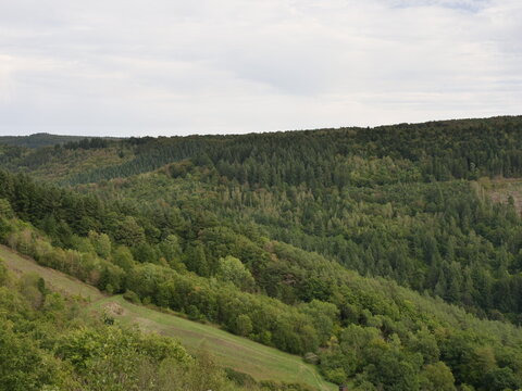 Dhrontal