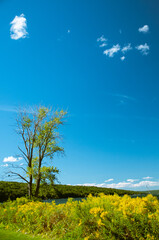 Fototapeta na wymiar Summer landscape blue sky and flowers
