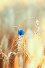 vertical natural background with a small blue butterfly sitting on ripe Golden wheat ears on a Sunny day in a field