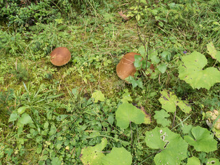 mushroom in a natural forest