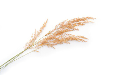 Dry reeds isolated on white background © Savvapanf Photo ©