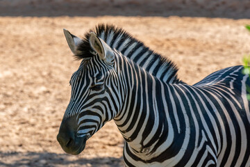 Fototapeta na wymiar Close up of Zebra's Head in a Summer day