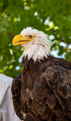Bald Eagle with handler
