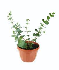 eucalyptus plant isolated on white
