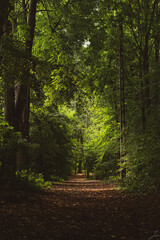 footpath in the woods