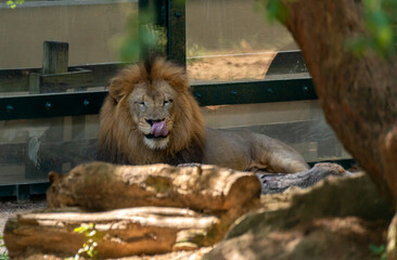 Naklejka premium Large Lion With Pink Tongue out with Zoo By Glass