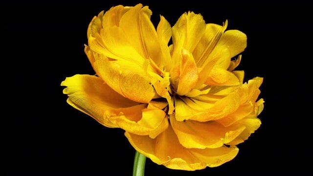 Opening of beautiful large yellow Tulip flower on black background. The Variety Golden Ducat. Springtime. Holiday. Celebration, Love, birthday Timelapse. Close up. 4K