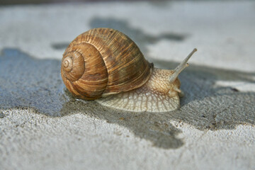 Close-up on edible snail, Roman snail, burgundy snail, escargot after rain on wet concrete