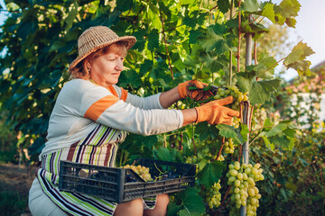 Farmer gathering crop of grapes on ecological farm. Woman cuts green table grapes with pruner
