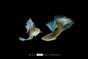 tropical blue guppy on black background