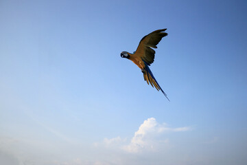 A macaw parrot flies in a beautiful manner.