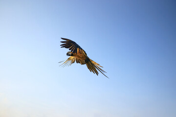 A macaw flew for landing.
