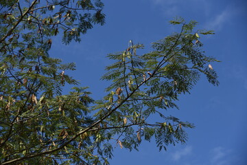 Silk tree fruits / A Fabaceae deciduous tree