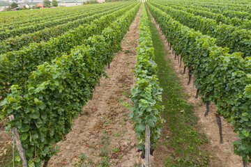 Fototapeta na wymiar View slightly from above on rows of vines in the vineyards near Udenheim / Germany in Rhineland-Palatinate