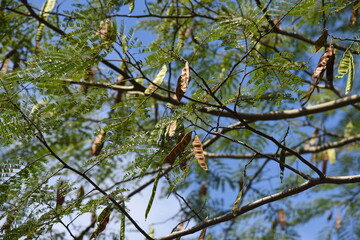 Silk tree fruits / A Fabaceae deciduous tree