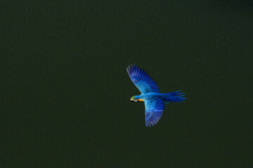 A macaw parrot flies with a river in the background.