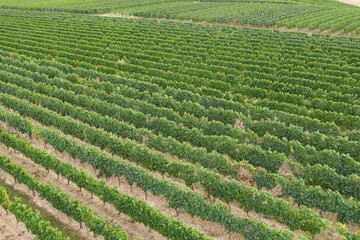View slightly from above on rows of vines in the vineyards near Udenheim / Germany in Rhineland-Palatinate