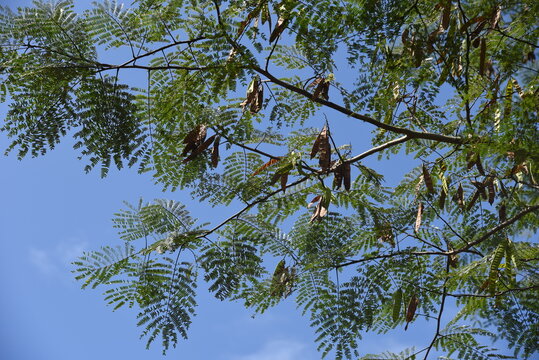 Silk tree fruits / A Fabaceae deciduous tree