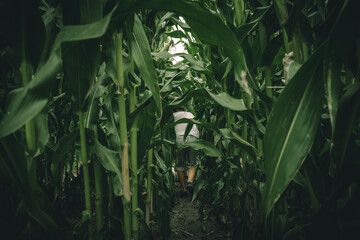 young boys lost in spooky summer corn maze run