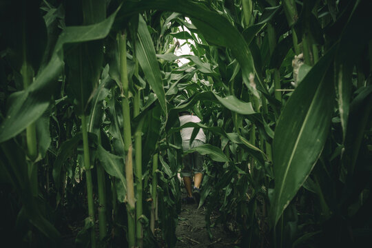 Young Boys Lost In Spooky Summer Corn Maze Run