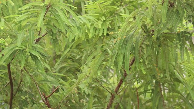 Macro View - Phyllanthus emblica Tree, also known, Indian gooseberry, or amla from Sanskrit amalaki is a deciduous tree of the family Phyllanthaceae. Blowing in the Wind