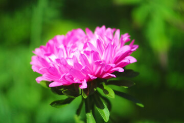 Obraz premium Pink aster flower is blooming in the garden