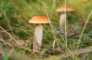Two small Red-capped scaber stalk bolete Leccinum aurantiacum growing in forest, dry leaves and grass around.