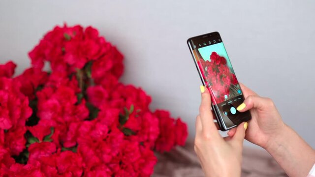 Close-up of smartphone in person's hands taking professional pictures of beautiful blooming azalea plant on white background. Using updated apps for taking cool photos on cellphone, creating top video