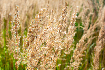 Autumn dry grass Velvet (Holcus Lanatus). Yorkshire fog field grass in sunshine.