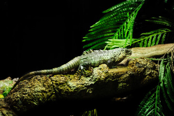 Ctenosaura bakeri, also known as the Utila iguana, Baker's spinytail iguana, swamper or wishiwilly del suampo, is a critically endangered species of spinytail iguana endemic to the island of Utila.