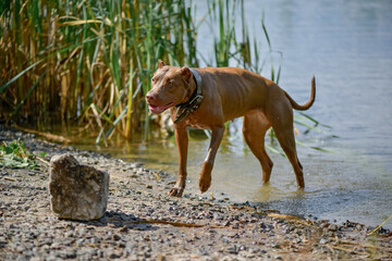 Wet American Pit Bull Terrier comes out of the lake after swimming.