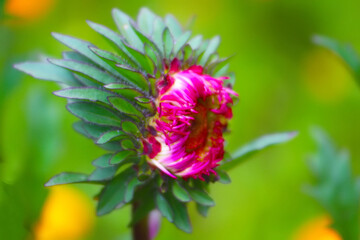 Pink aster bud in the garden