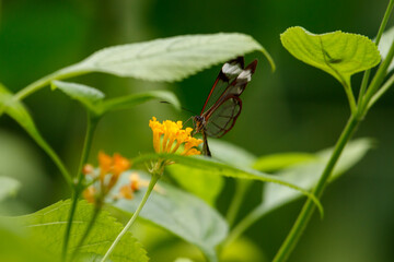glass butterfly on a flower