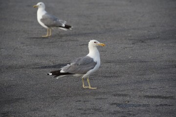 Seagull standing in a parking lot
