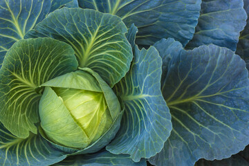 Obraz premium White cabbage in the garden close-up. View from above. Cabbage green leaf texture.