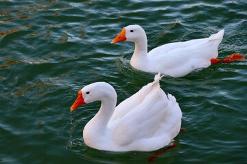 Two swans swimming in the lake at Jinta polar trees (Huyang in Chinese) park. 