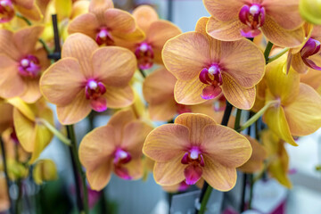 Yellow and pink orchids on a blurred floral background, selective focus. Natural bright floral background for the designer.