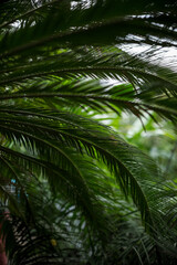 Fototapeta na wymiar green palm tree