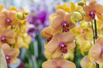 Purple stripes on a yellow orchid on a blurred floral background, selective focus. Natural bright floral background for the designer.