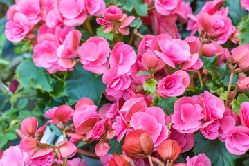 Lots of pink Elatior begonia flowers as background. View from above. Selective focus.