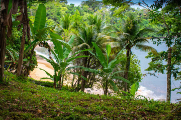 tropical forest with palm trees