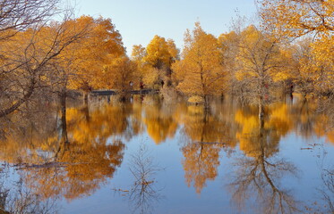 Obraz premium Fairytale land of poplar (Huyang) forest in western Gansu, China. Every autumn the poplar forest turns into a golden dream world attracting people around the world.