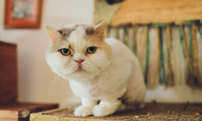 Fototapeta na wymiar Beautiful cat. Grooming animals, grooming, Beautiful British cat.
