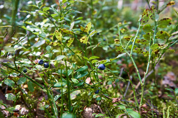 Fototapeta premium Wild blueberries on the branch in the forest