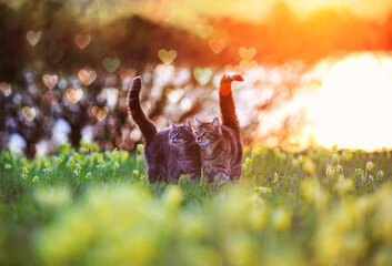 two cute striped cats in love walk through a blooming spring meadow in the rays of the setting sun and highlights in the form of hearts
