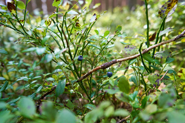 Blueberries in the forest during summer time