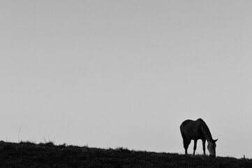 silhouette of a horse